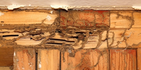 Wood infested with termites