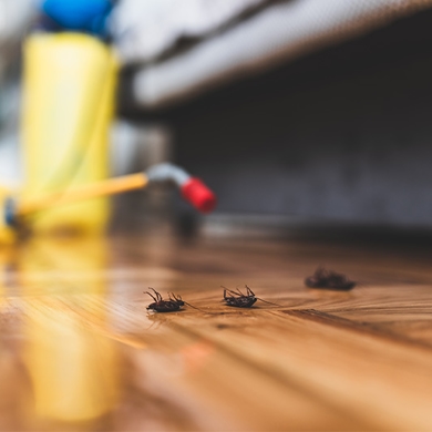 Cockroach Control