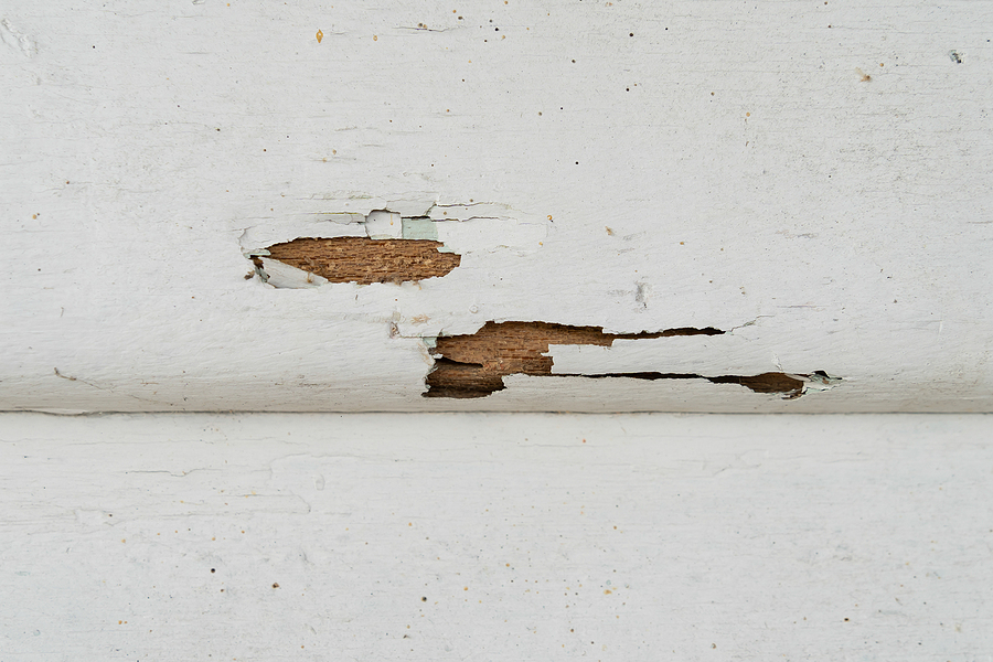 Termites in Georgia: A Homeowner’s Guide