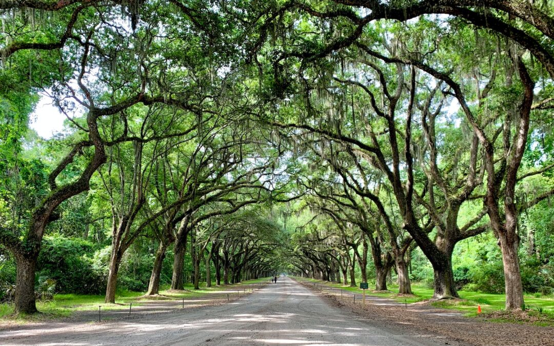 Tree-ligned walkway in Savannah, Georgia