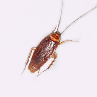 american cockroach top view