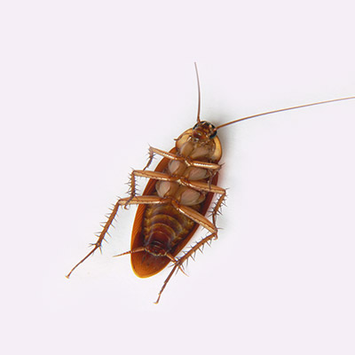 amrican cockroach underside
