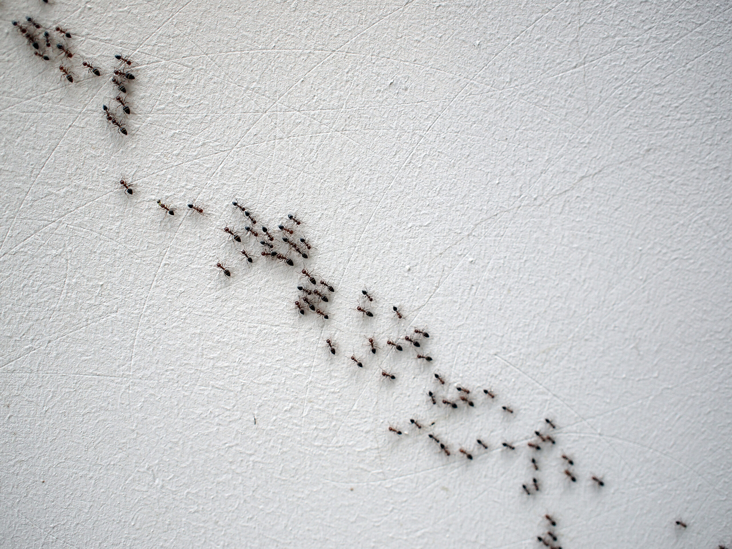 Group Of Ants Following Each Other In A Chain