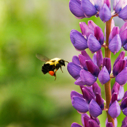 bee with a flower