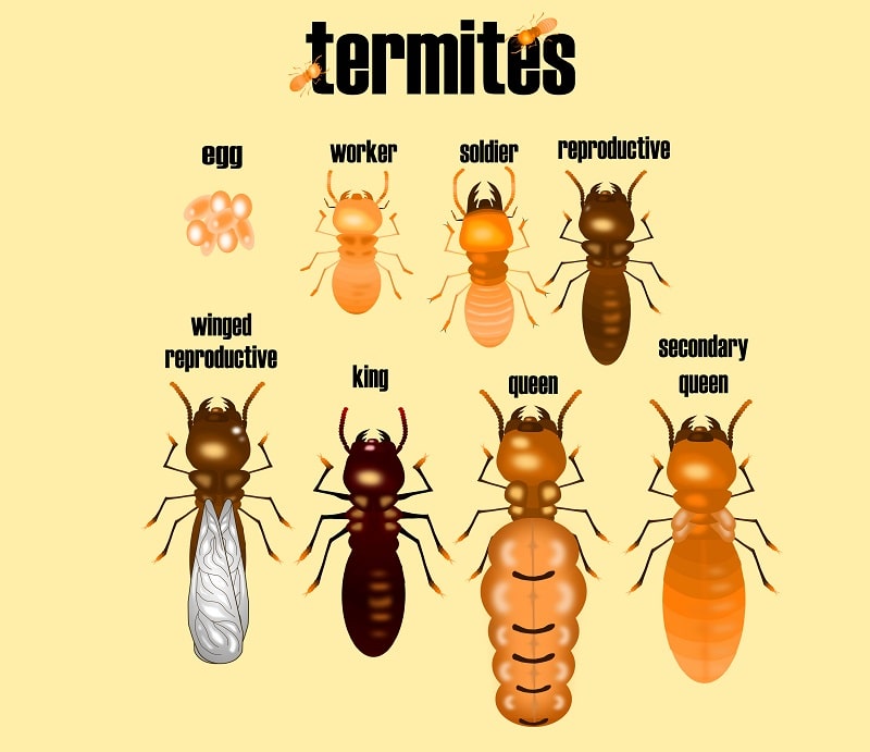 termite chart