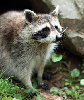 Image of a raccoon in a grassy area