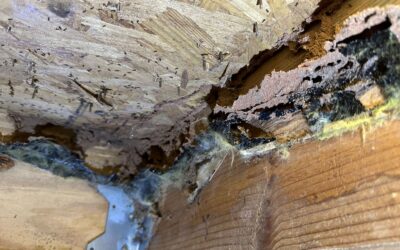 Understanding Termites